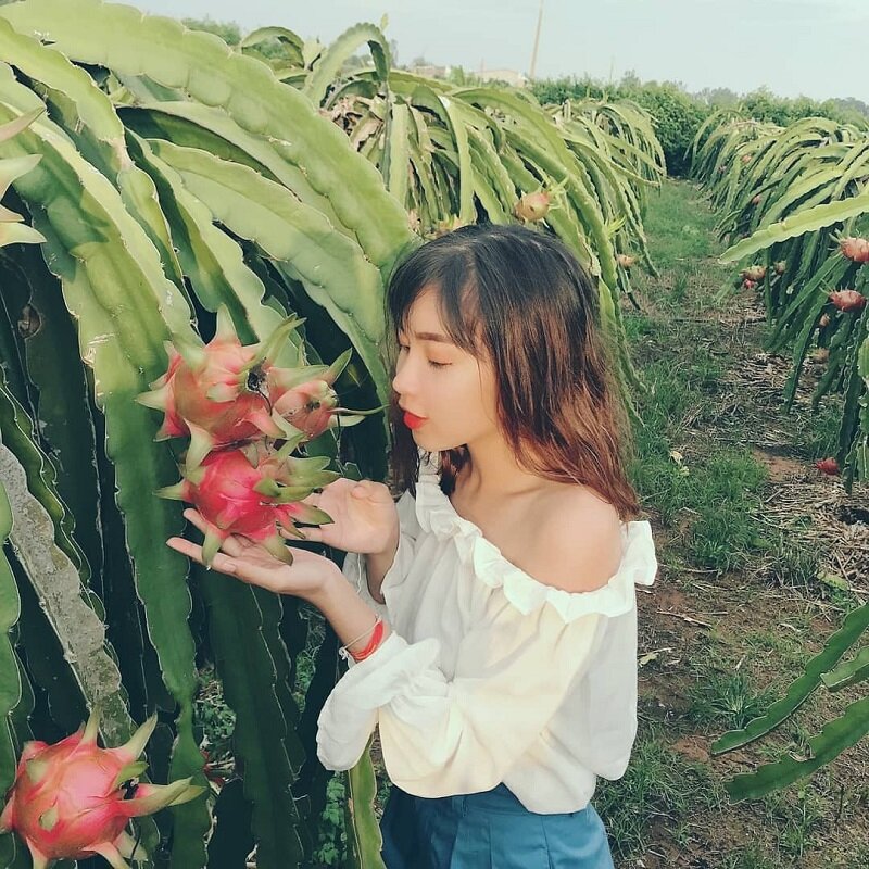 đặc sản thanh long ở phan thiết
